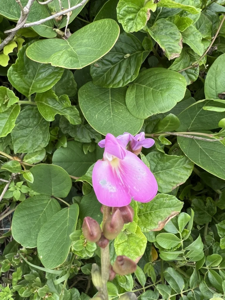Canavalia rosea (3)