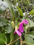 Canavalia bonariensis (5)