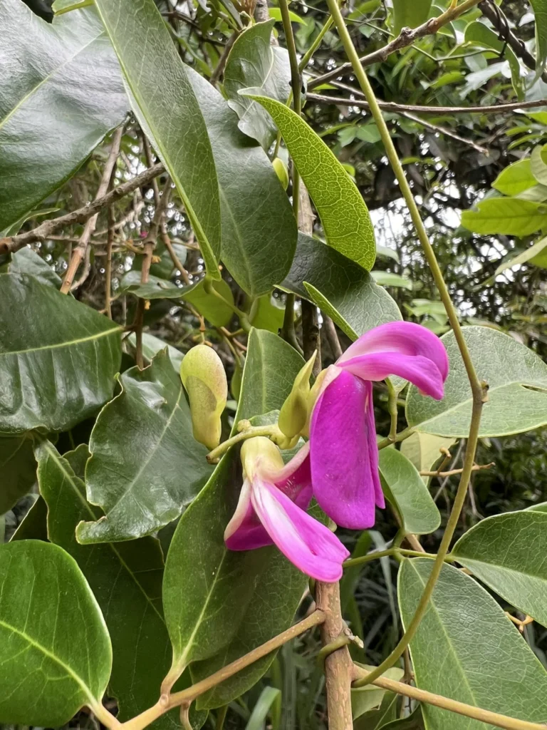 Canavalia bonariensis (5)