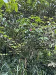 Canavalia bonariensis (2)
