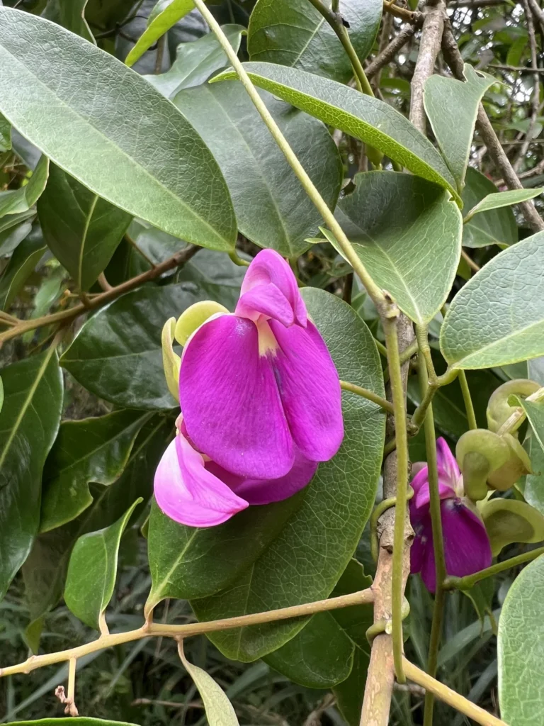Canavalia bonariensis (3)