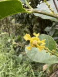 Bunchosia maritima (4)