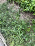 Boerhavia coccinea (24)