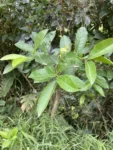 Bunchosia maritima (2)
