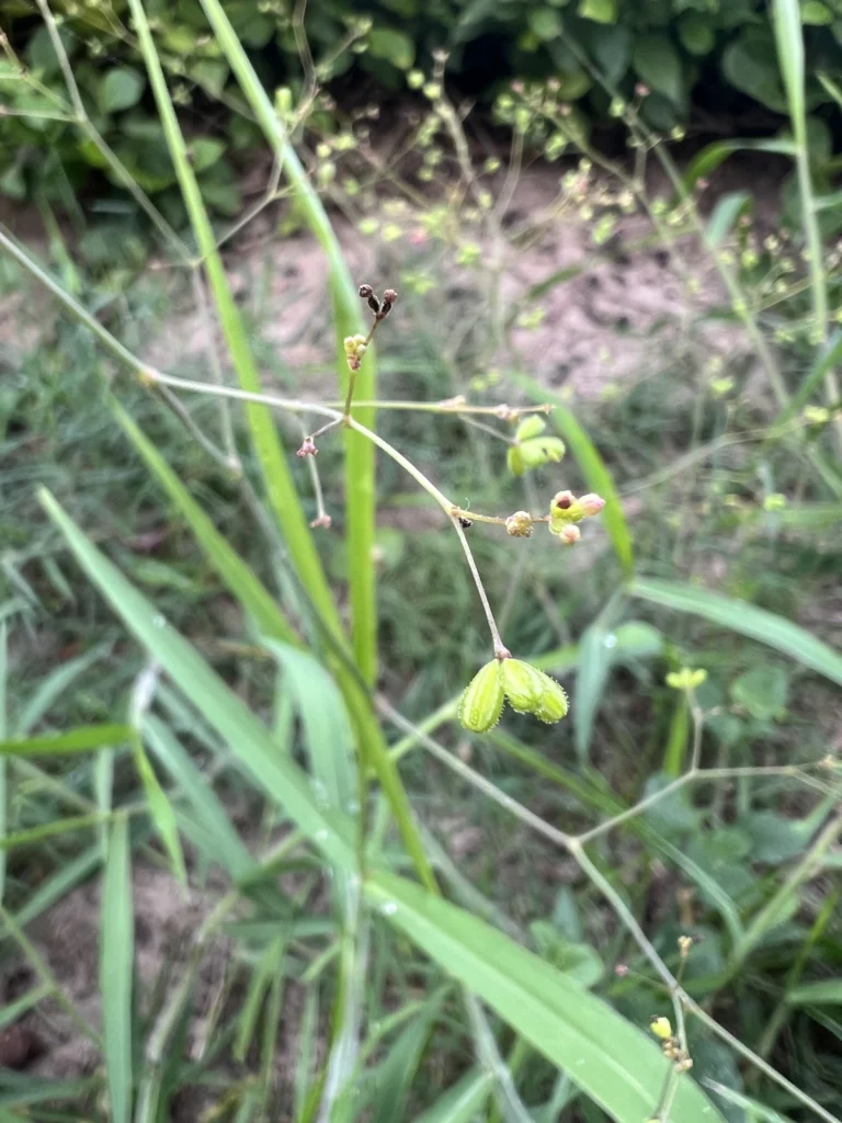 Boerhavia coccinea (23)