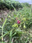 Boerhavia coccinea (18)