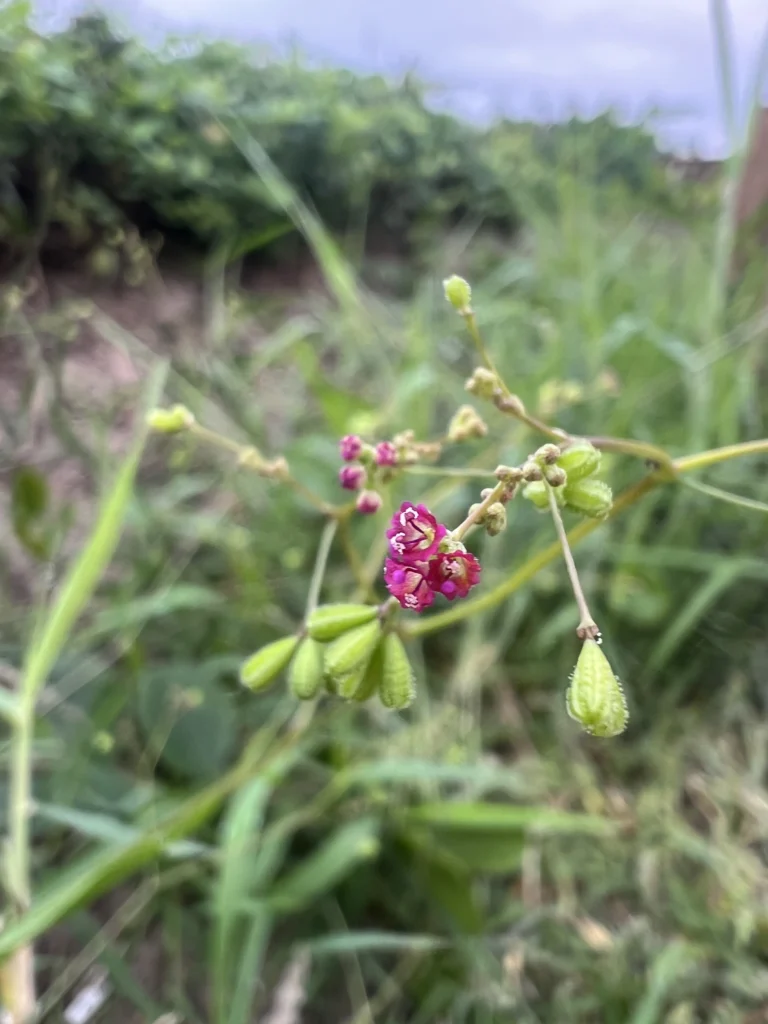 Boerhavia coccinea (16)