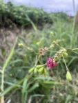 Boerhavia coccinea (15)