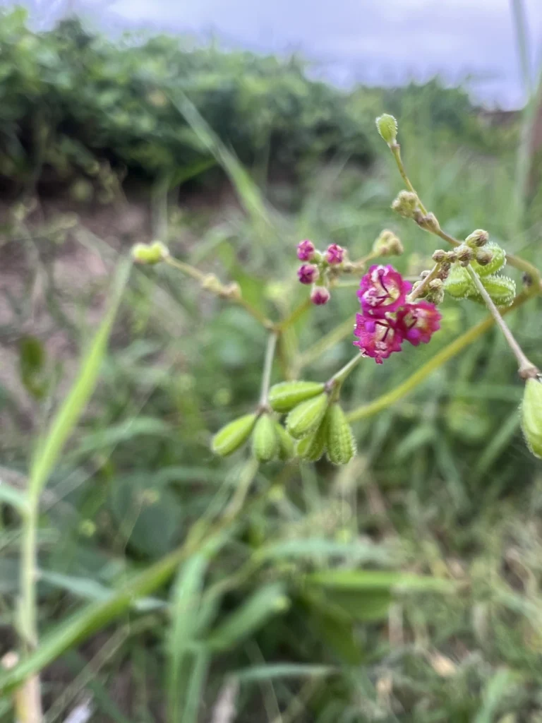 Boerhavia coccinea (12)