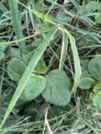 Boerhavia coccinea (11)