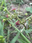 Boerhavia coccinea (6)