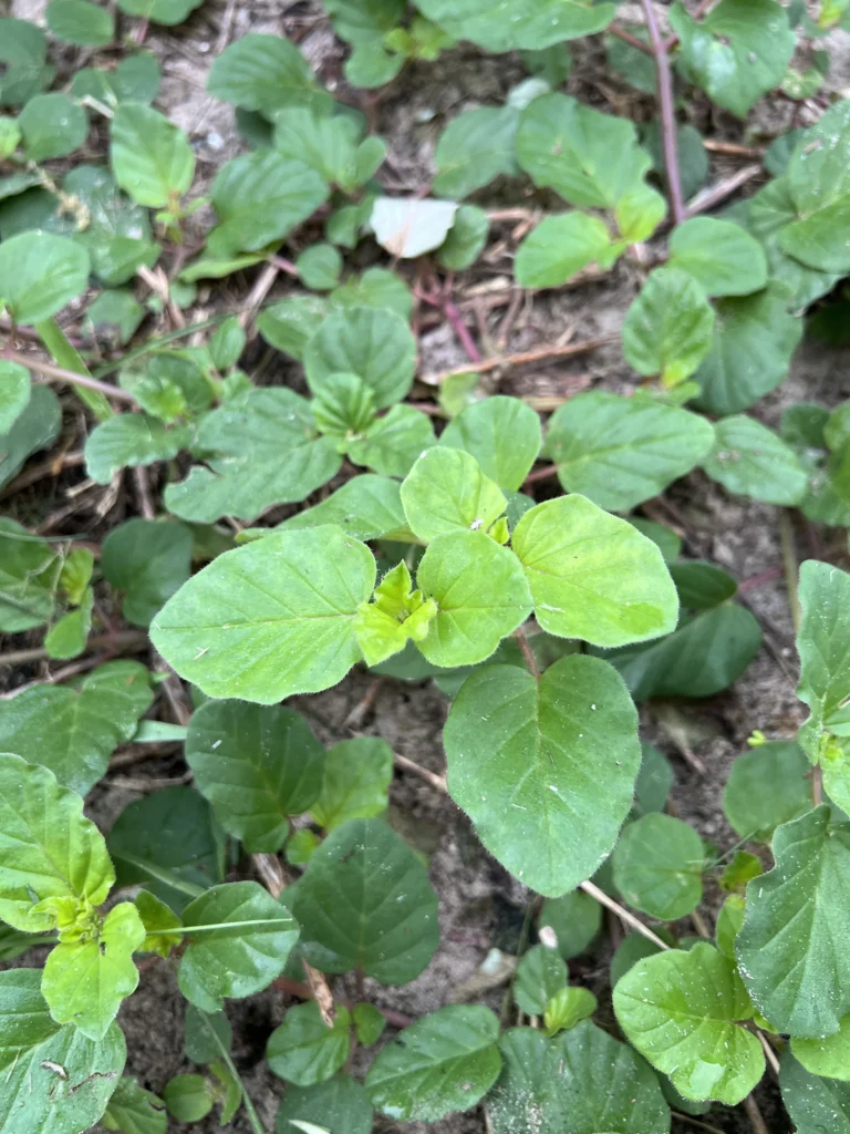 Boerhavia coccinea (7)