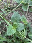 Boerhavia coccinea (3)