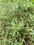 Blutaparon portulacoides (4)