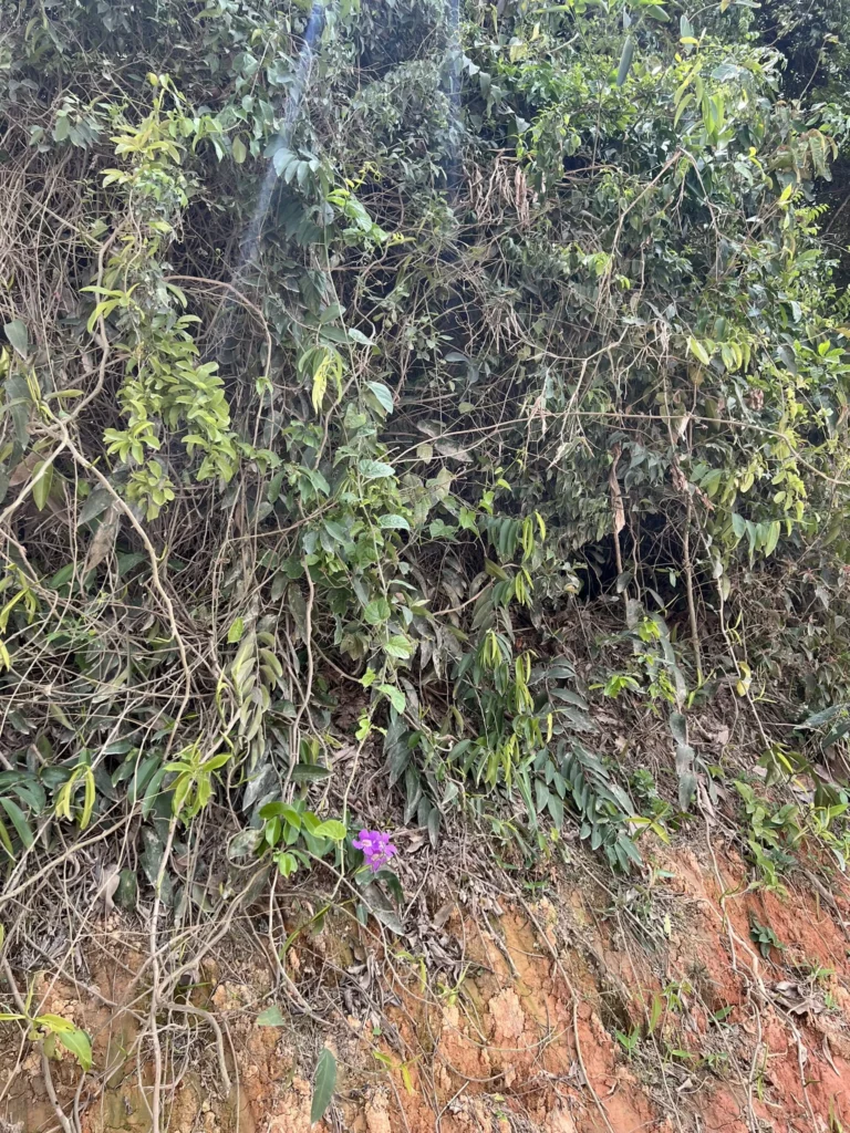 Bignonia binata (1)