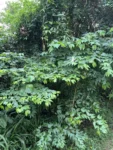 Bauhinia forficata (1)