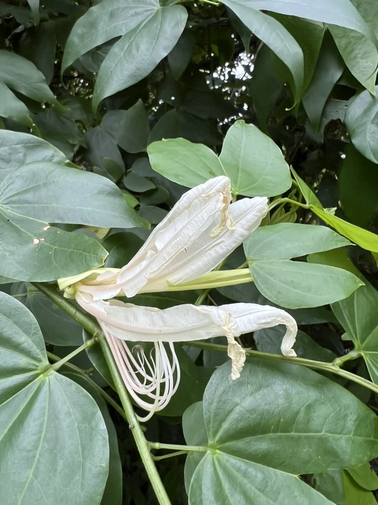 Bauhinia forficata (2)