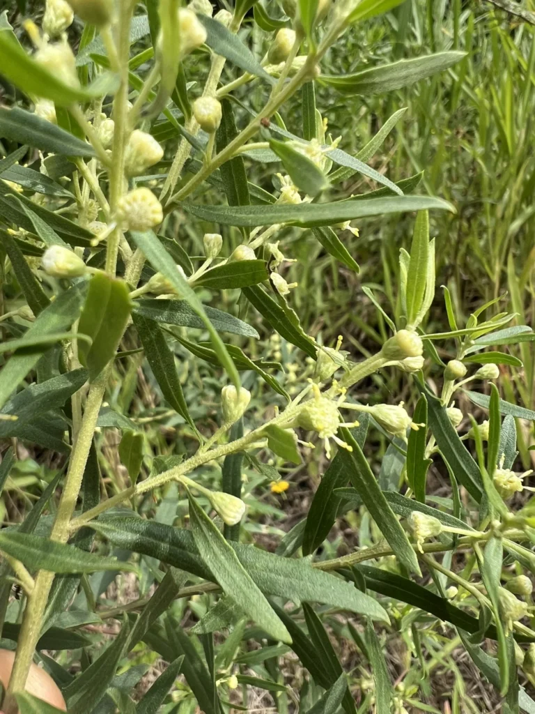 Baccharis dracunculifolia (12)