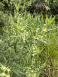 Baccharis dracunculifolia (8)