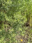 Baccharis dracunculifolia (9)