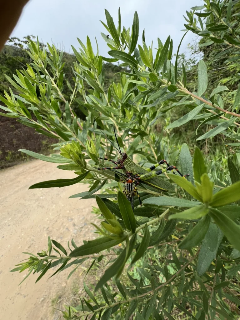 Baccharis dracunculifolia (6)