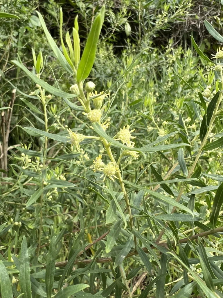 Baccharis dracunculifolia (7)