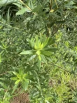 Baccharis dracunculifolia (2)
