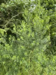 Baccharis dracunculifolia (1)
