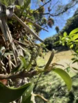 Anthurium scandens (3)