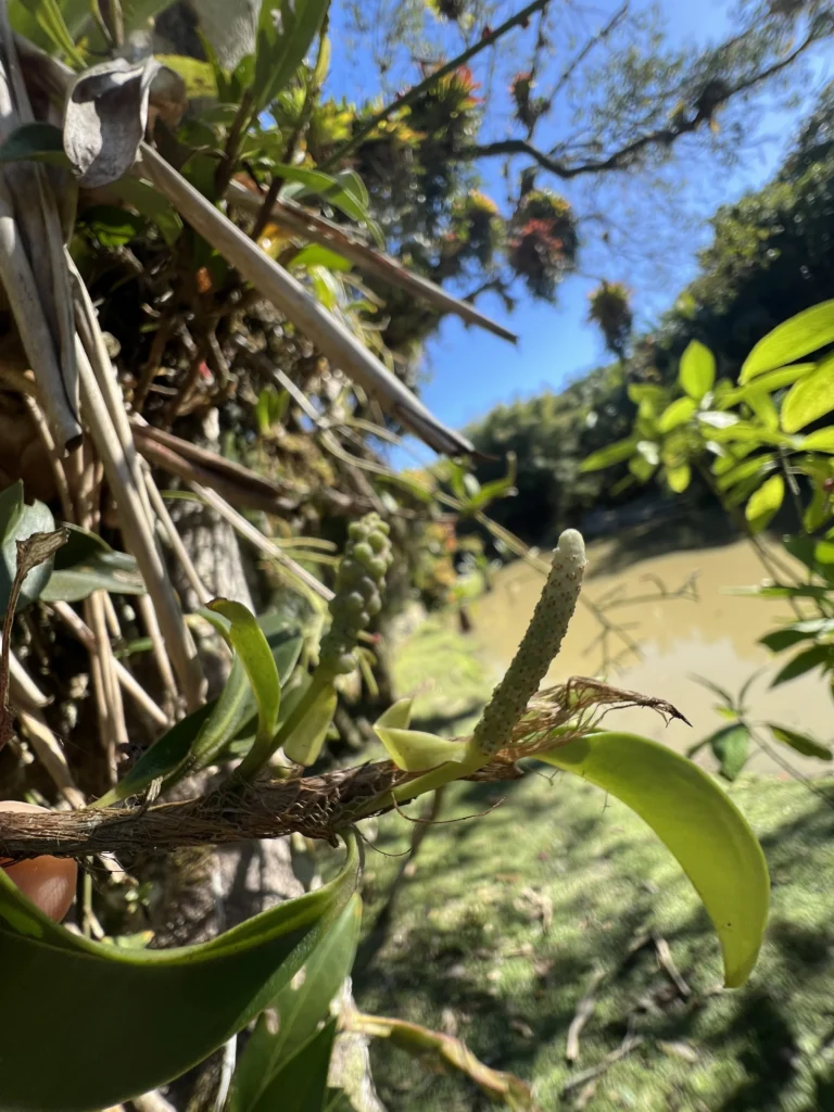 Anthurium scandens (3)