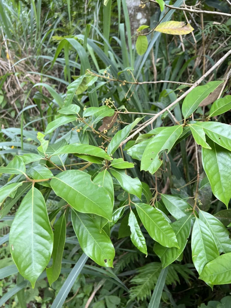 Aniba firmula (5)