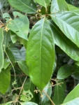 Aniba firmula (3)