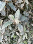 Aegiphila obducta (3)