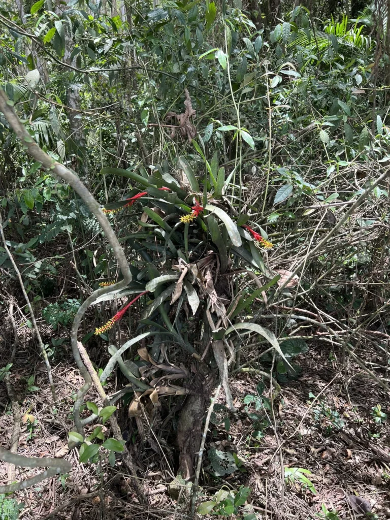 Aechmea nudicaulis (1)