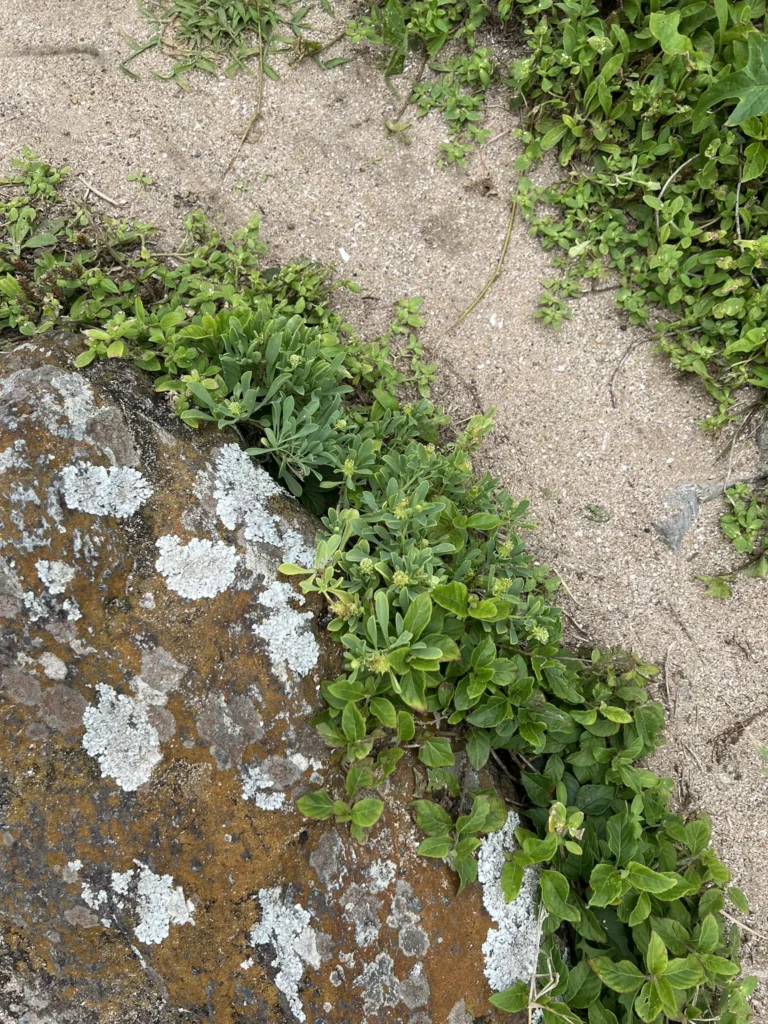 Acicarpha spathulata (3)