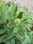 Acicarpha spathulata (1)