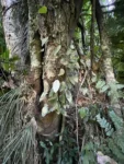Acianthera calopedilon (8)