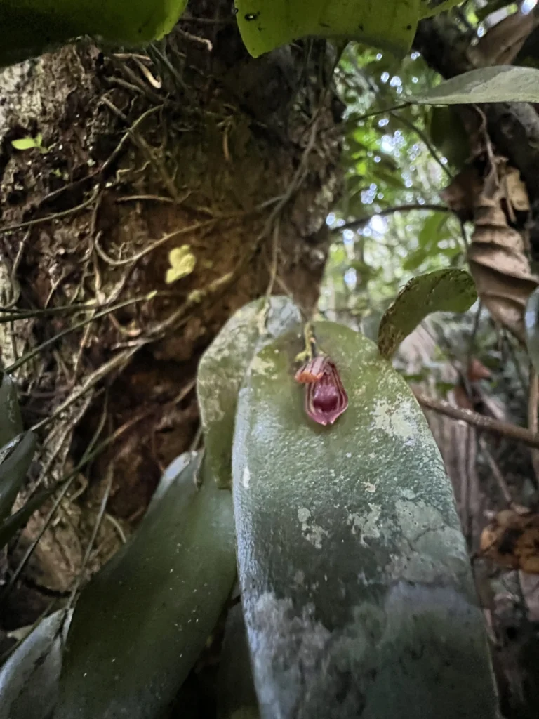 Acianthera calopedilon (6)