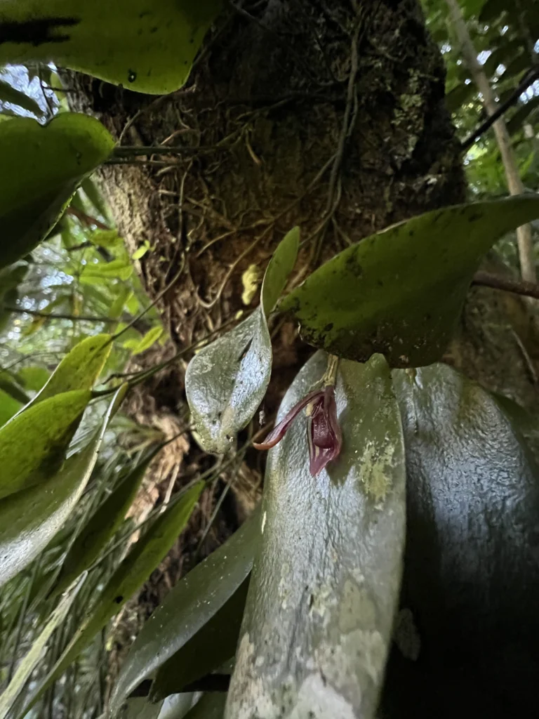 Acianthera calopedilon (4)