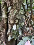 Acianthera calopedilon (2)