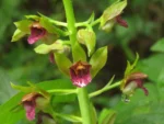 Rio do Sul, Lixão (405)