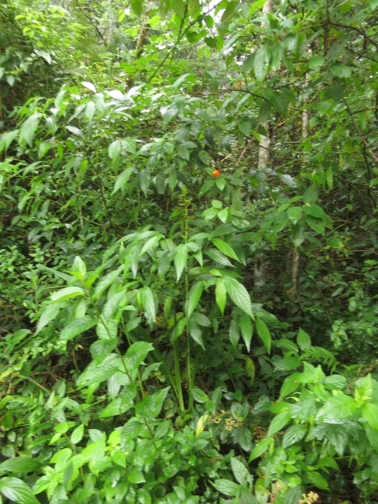 Rio do Sul, Lixão (407)