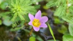 Cabomba furcata (5)