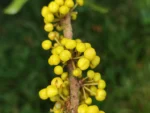 IMG_20260326_110017