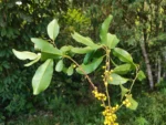 IMG_20260326_110037