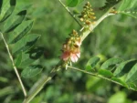 Rio do Sul, Barragem (45)