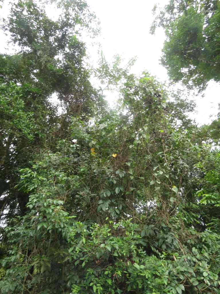 Rio do Sul, Bela Aliança (221)