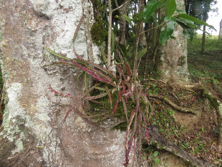Rio do Sul, Lixão (128)