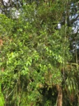 Rio do Sul, Fazenda na divisa com Ibirama (9)