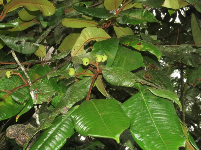 Rio do Sul, IFC (30)